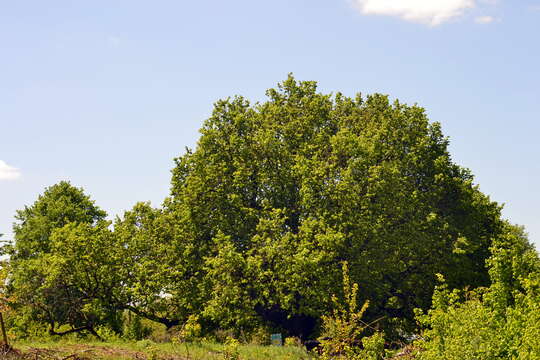 Image of Large-leaved Lime