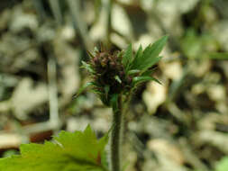 Image of hairy alumroot