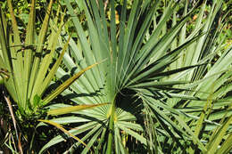 Image of Cabbage Palm