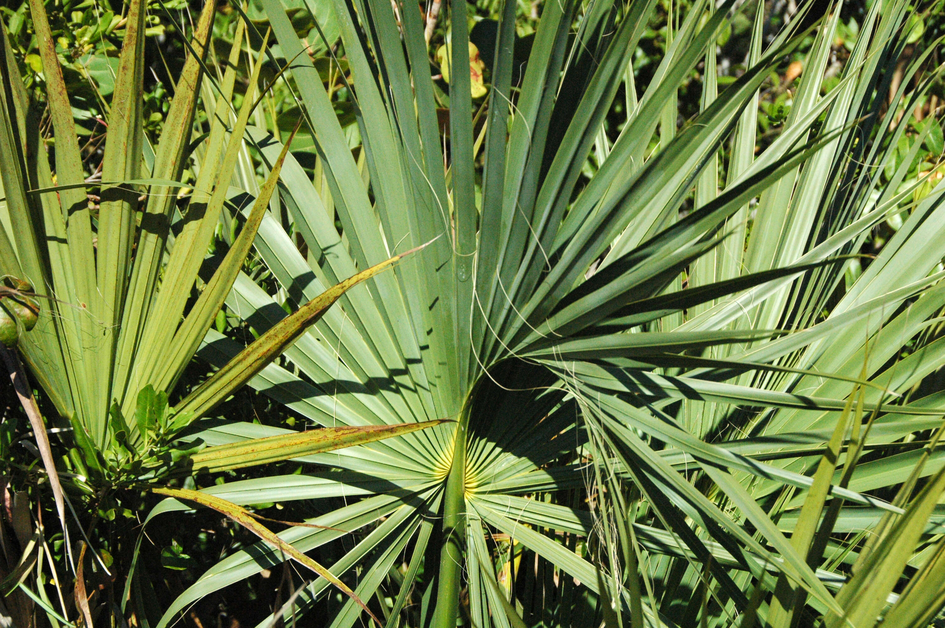 Sabal palmetto (Walter) Lodd. ex Schult. & Schult. fil. resmi