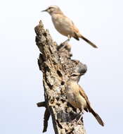 Image of Kalahari Scrub Robin