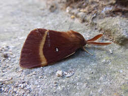 Image of oak eggar