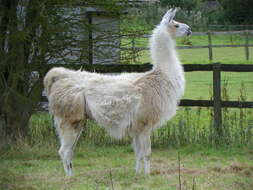 Image of llama