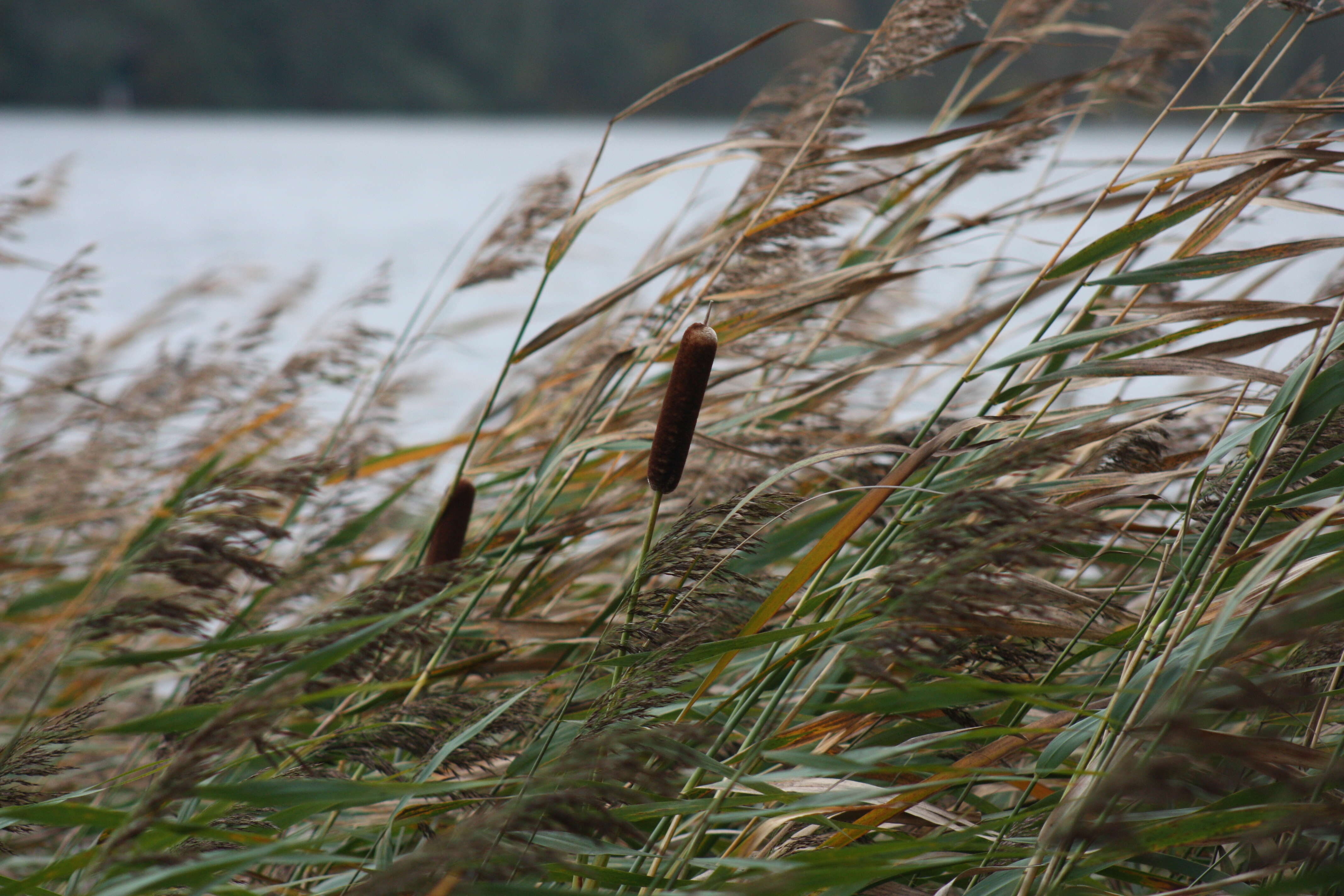 Image of Bulrush