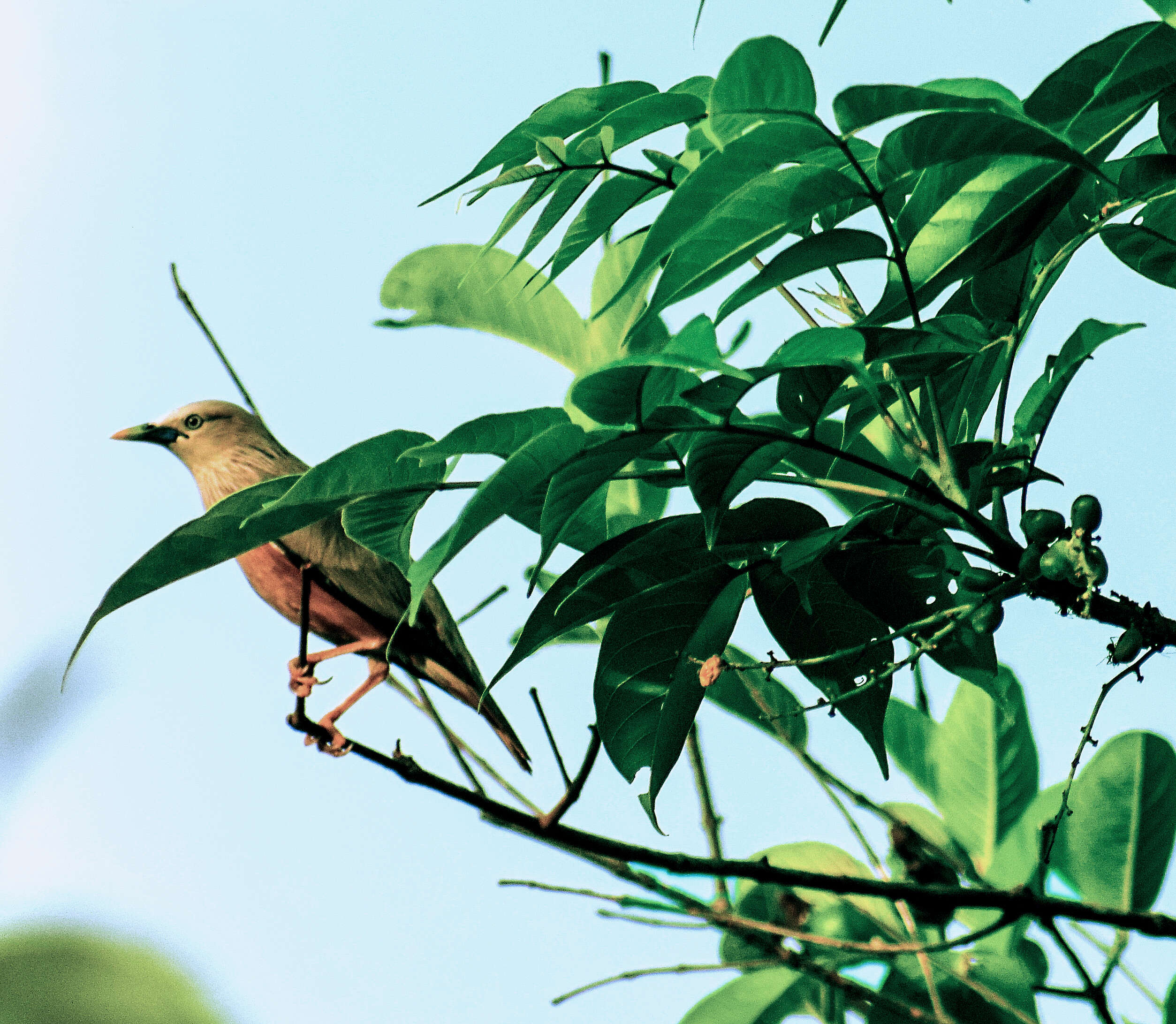 Image of Chestnut-tailed Starling