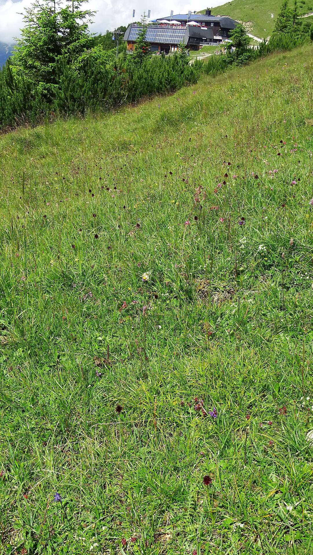 Image of Gymnadenia rhellicani (Teppner & E. Klein) Teppner & E. Klein