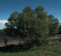 Image de Eucalyptus apiculata R. T. Baker & H. G. Sm.