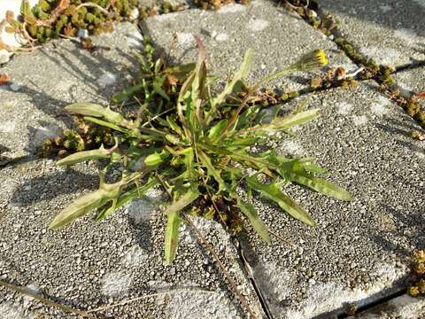 Scorzoneroides autumnalis subsp. autumnalis resmi