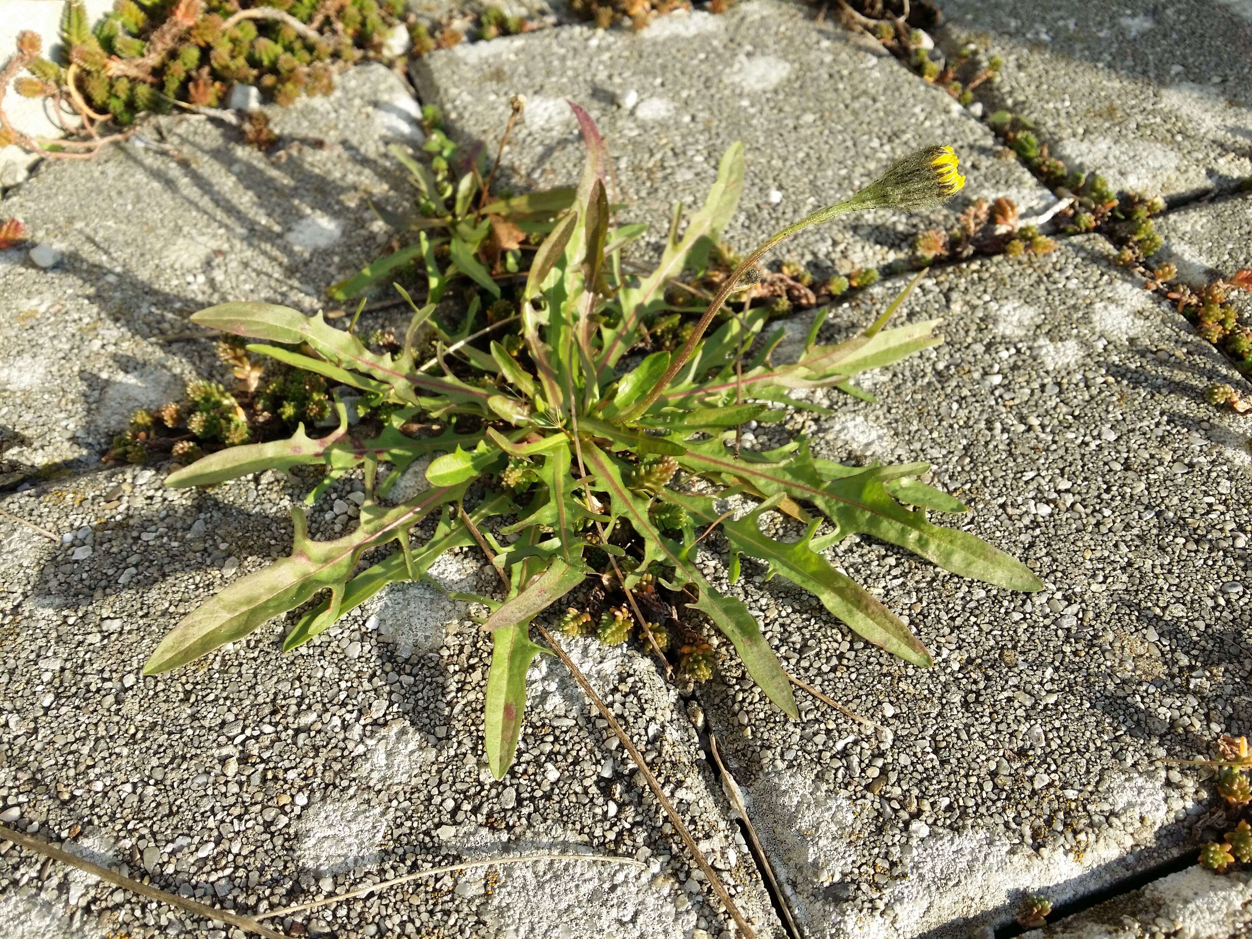 Image of fall dandelion