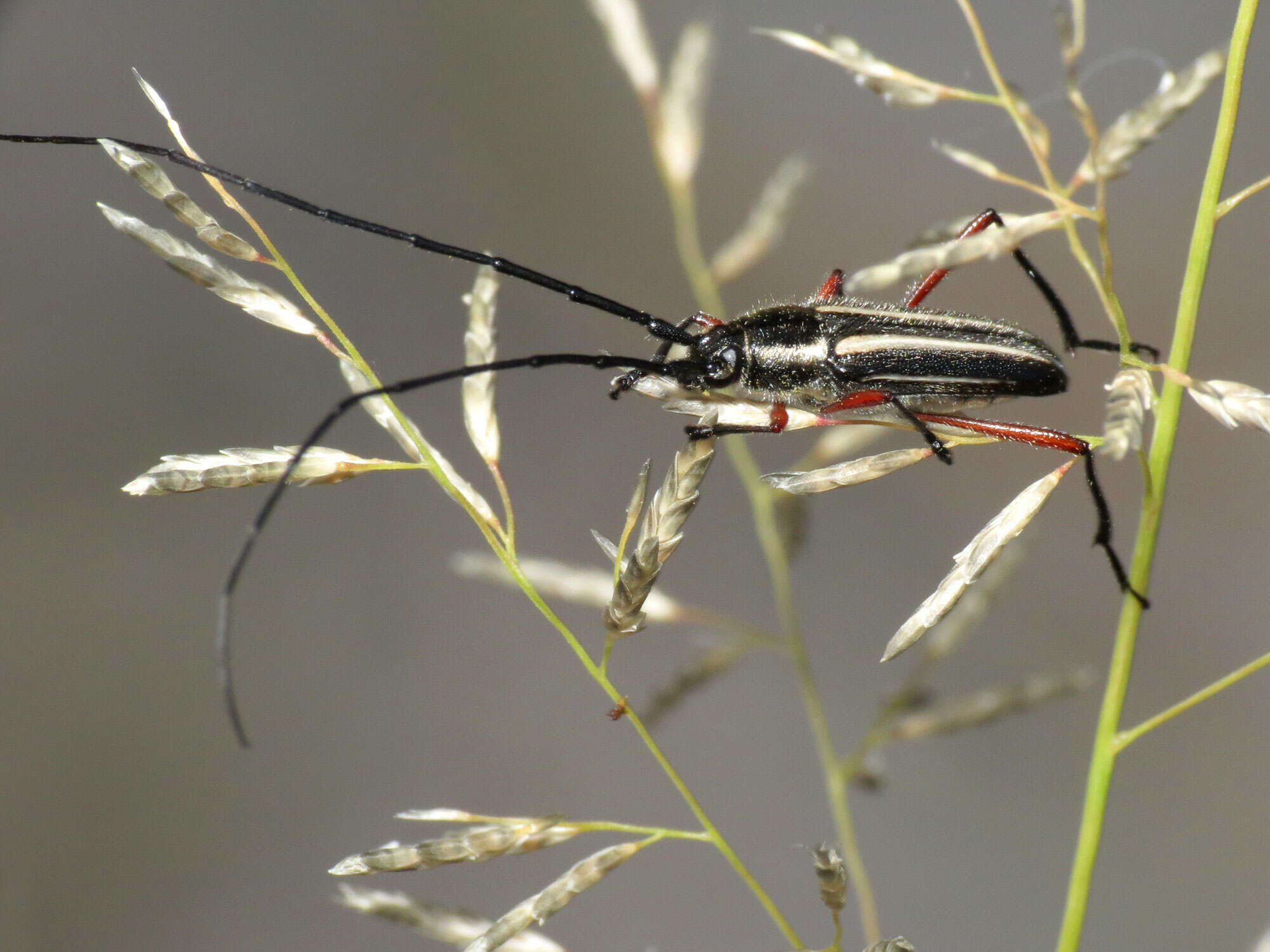 صورة Sphaenothecus bilineatus (Gory 1831)