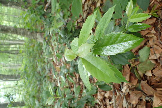 Image of Ilex colchica Pojark.