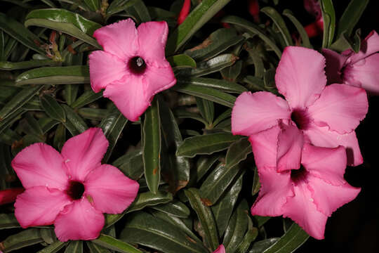 Image of Summer impala lily