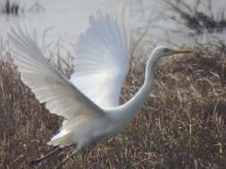 Image of Intermediate Egret