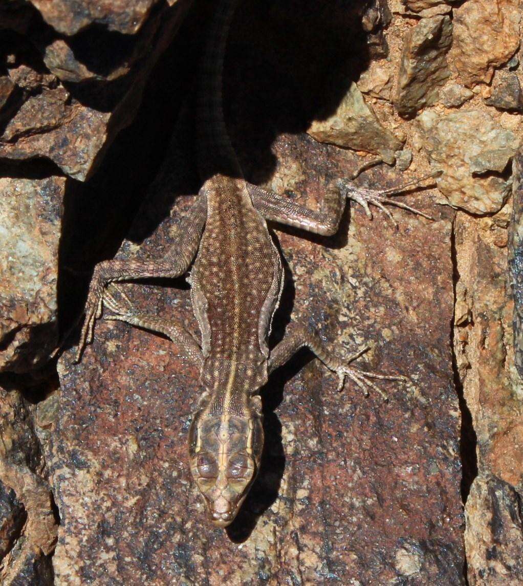 Image of Platysaurus attenboroughi Whiting, Branch, Pepper & Keogh 2015