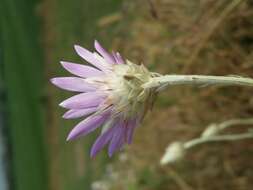 Xeranthemum annuum L. resmi