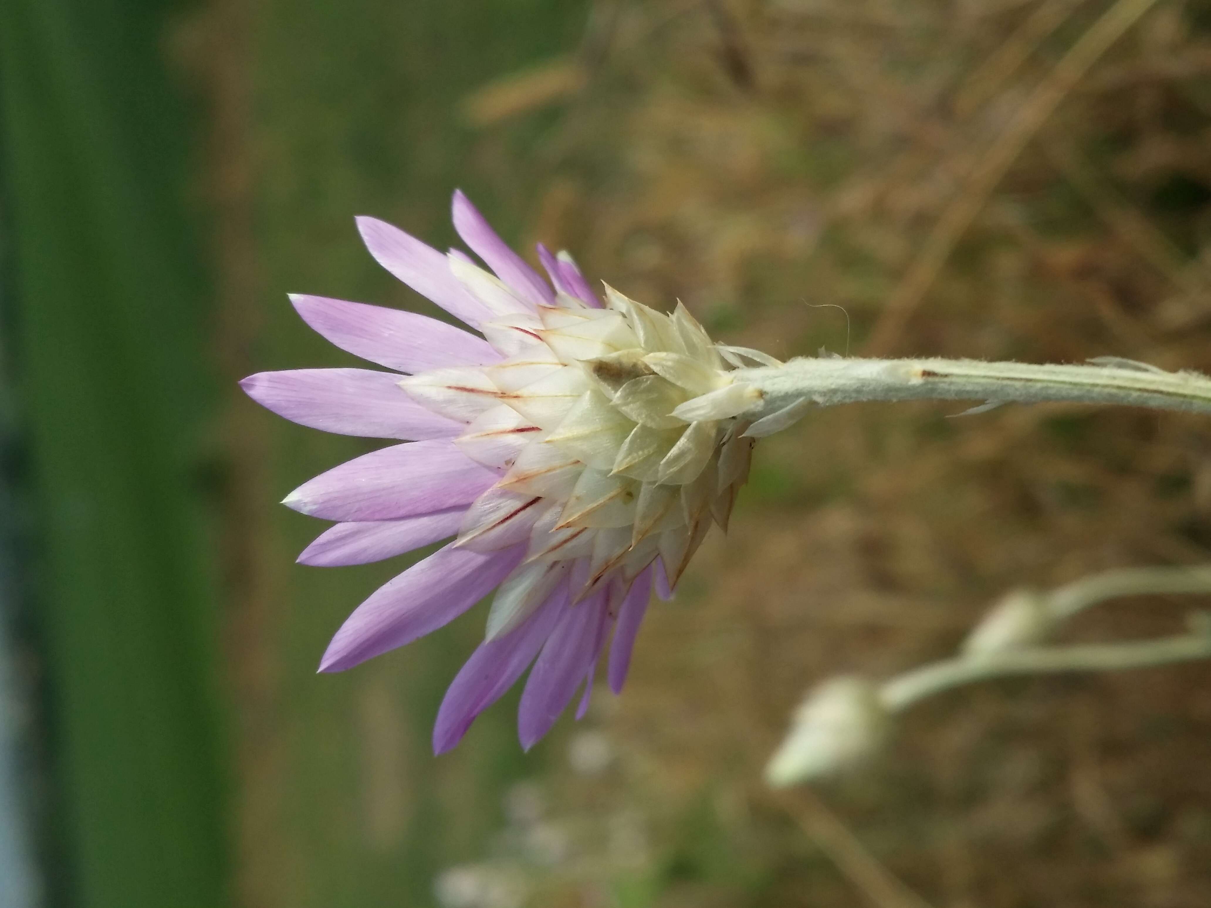 Xeranthemum annuum L. resmi