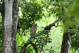 Image of Brown Fish Owl