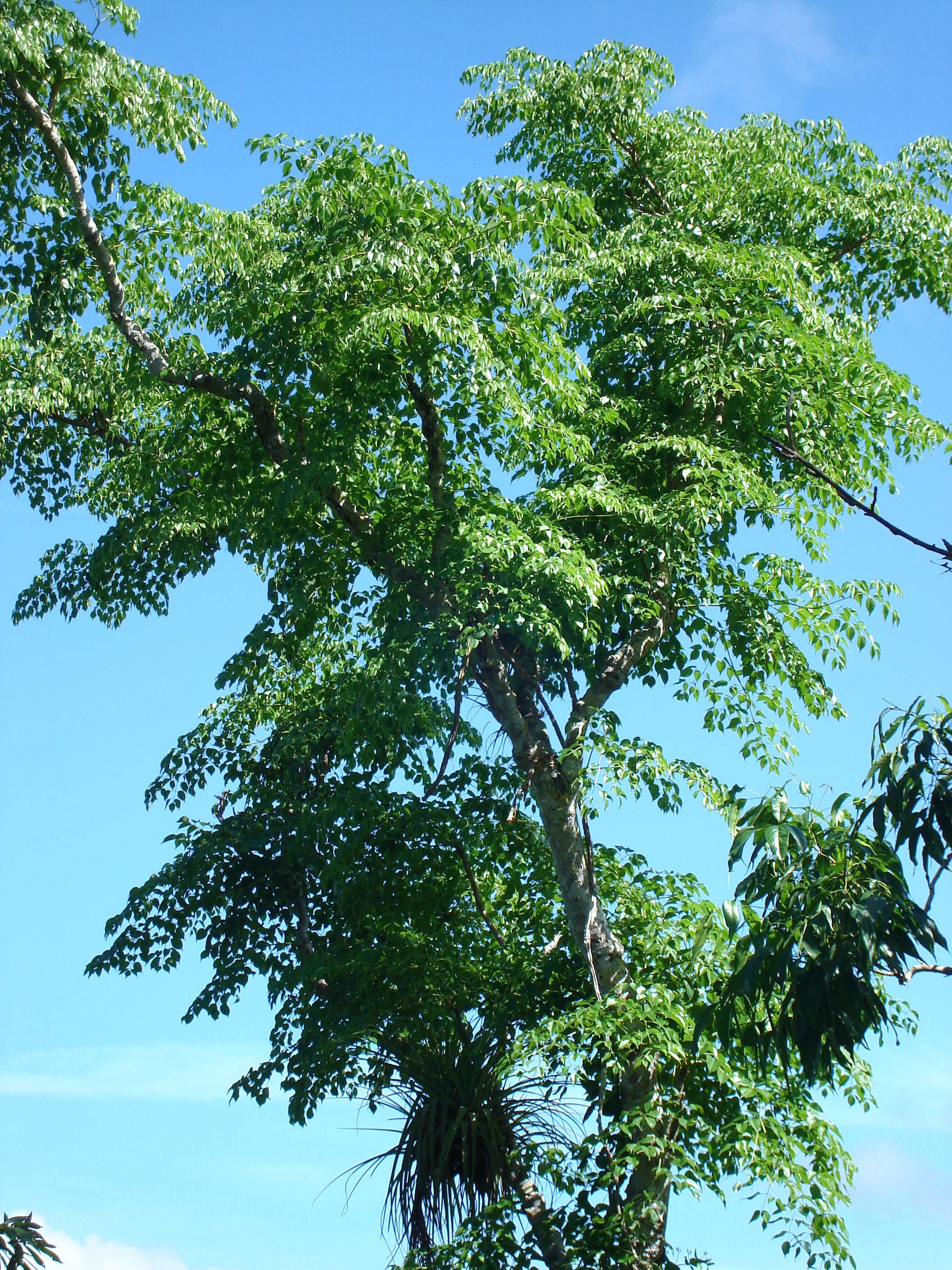 Image of Aralia rex (Ekman) J. Wen