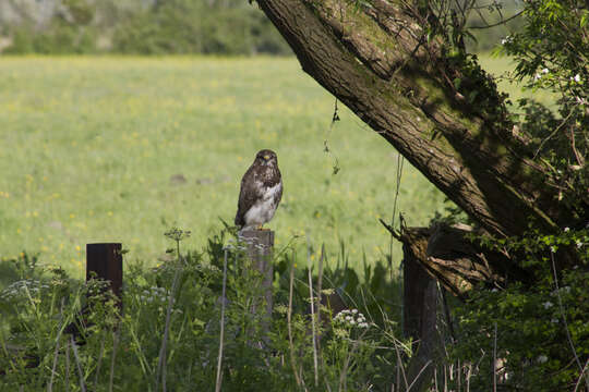 Image of Common Buzzard