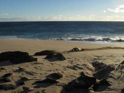 Image of Hawaiian Monk Seal