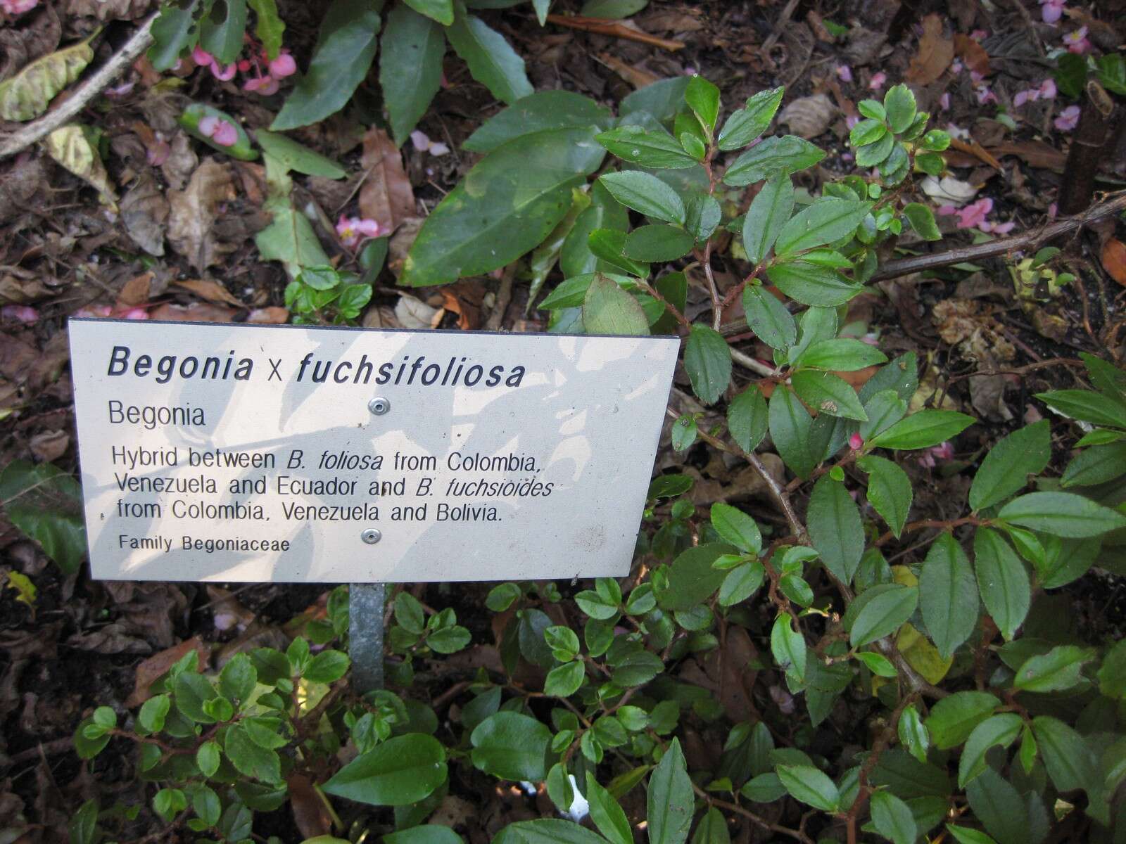 Image of fuchsia begonia