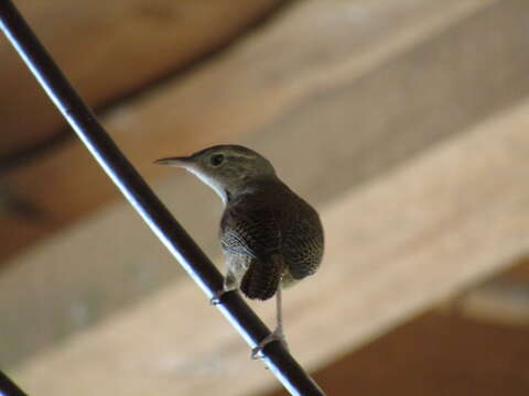 Image of House Wren