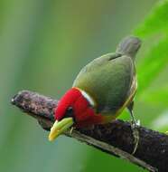 Image of Red-headed Barbet