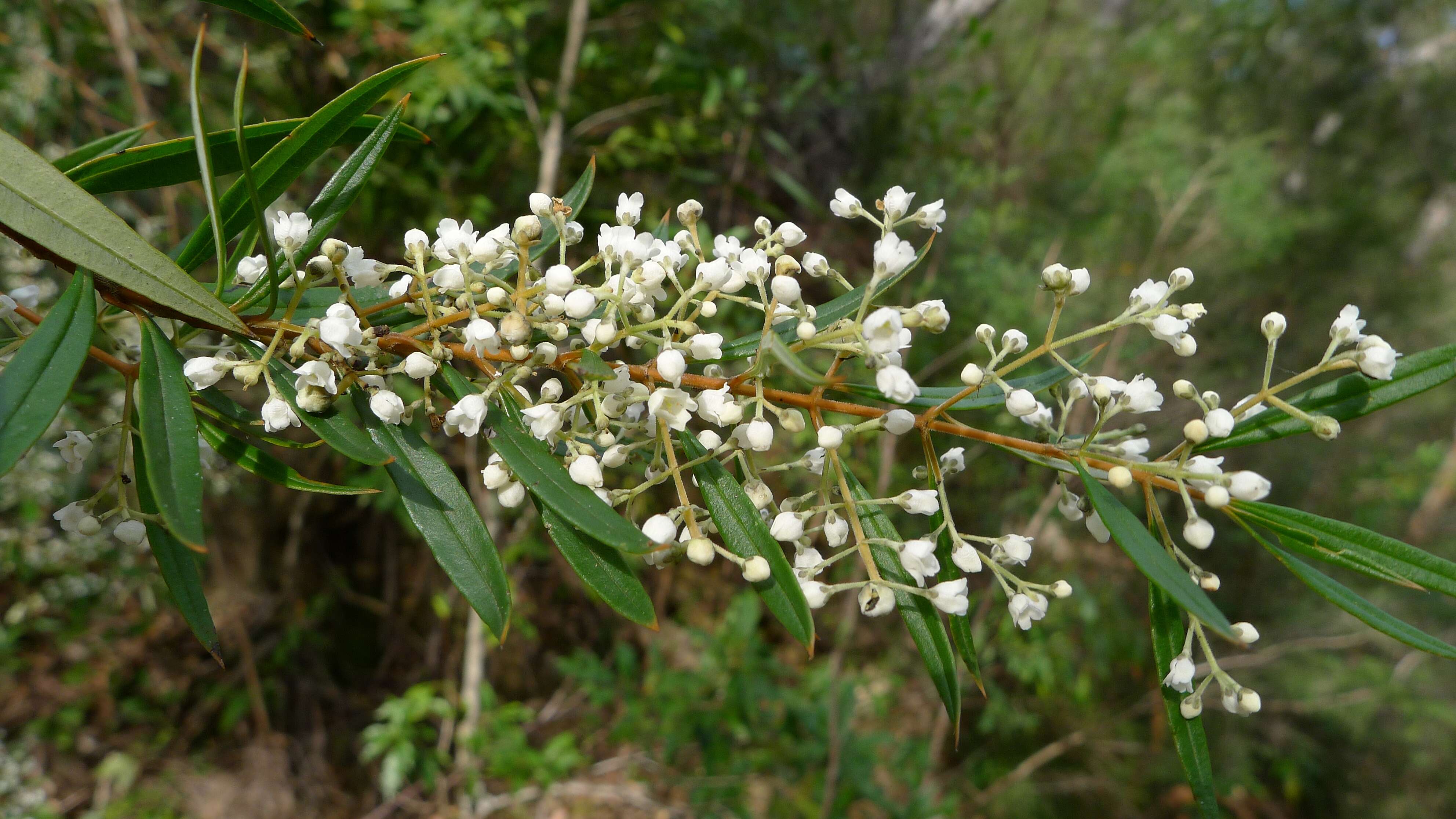 Plancia ëd Logania albiflora (Andrews & Jacks.) Druce