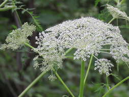 Image of Norwegian angelica