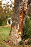 Image de Polypore soufré