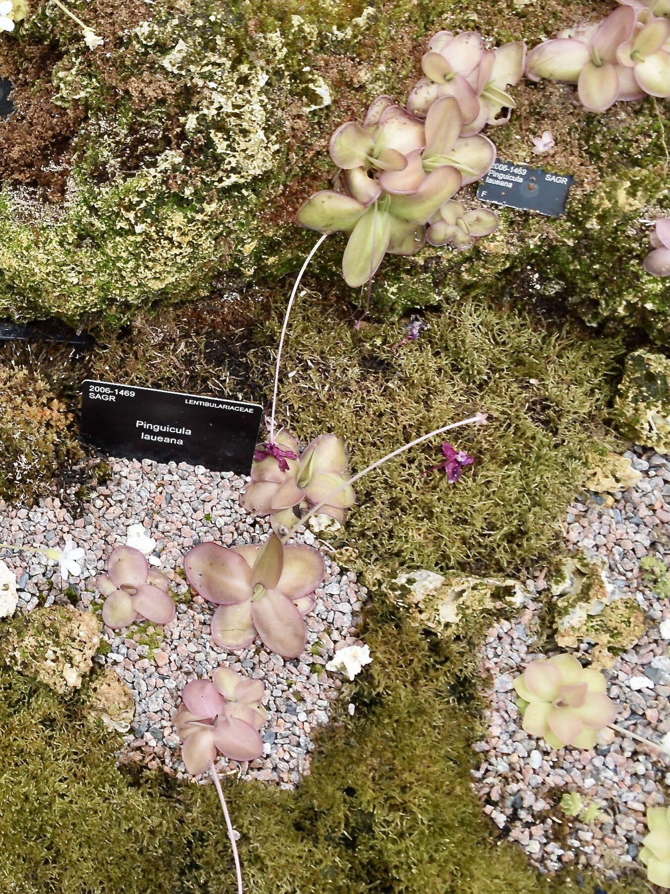 Image of Pinguicula laueana F. Speta & F. Fuchs