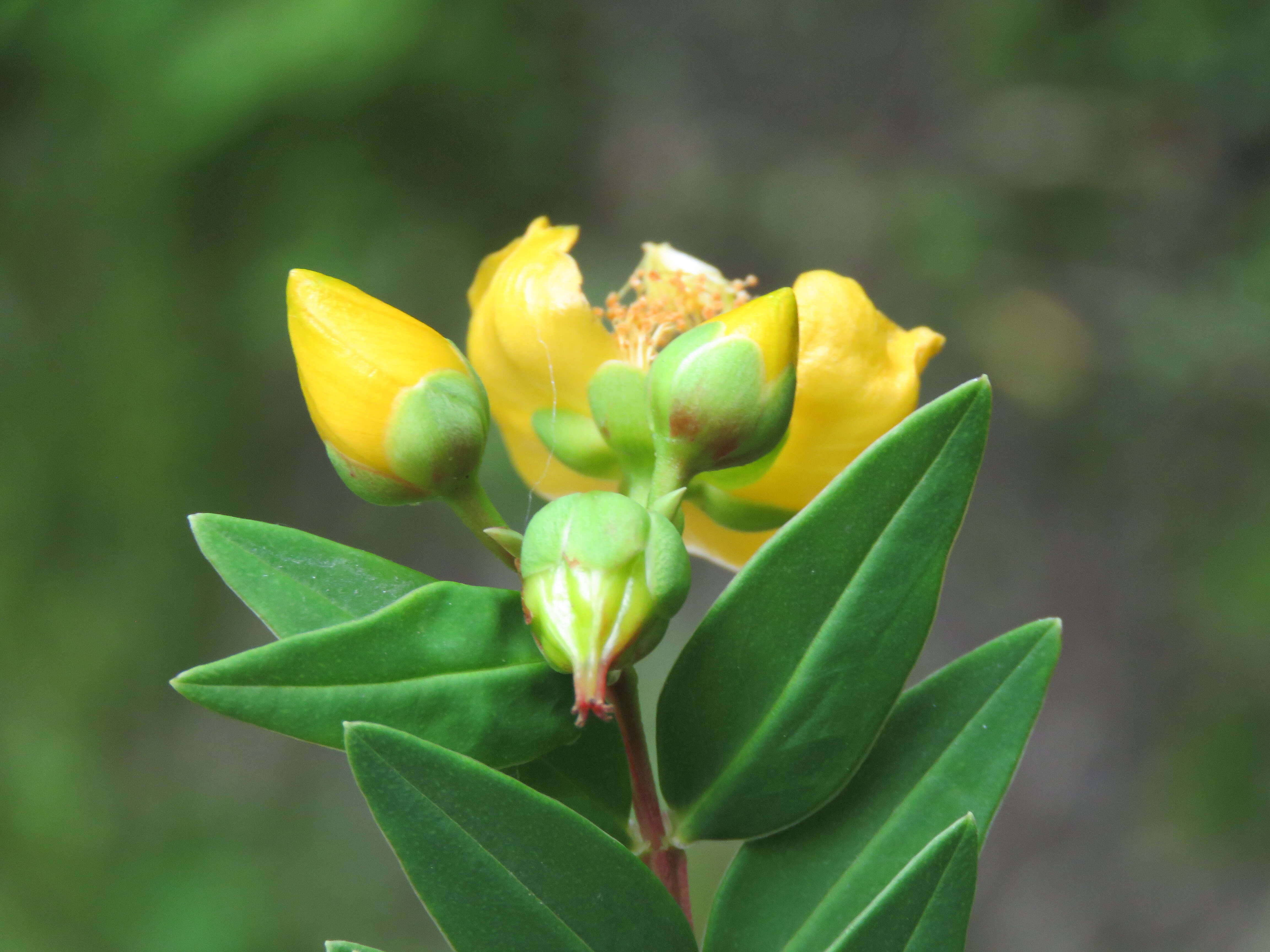 Image of Hypericum oblongifolium Choisy