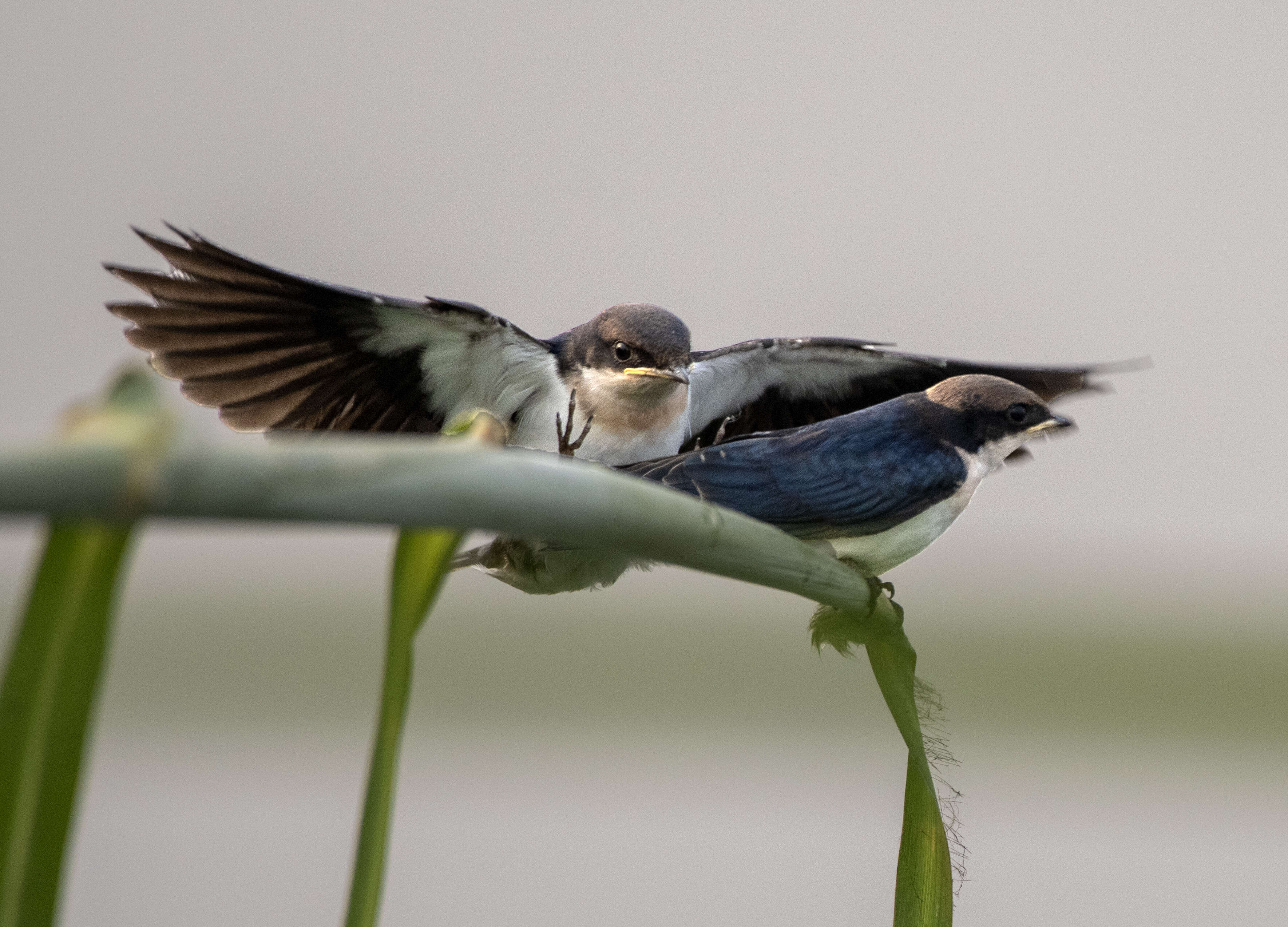 Image of Wire-tailed Swallow