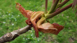 Image of shellbark hickory