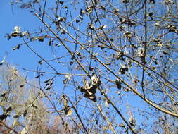 Image of bloodtwig dogwood