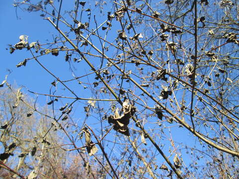 Imagem de Cornus sanguinea L.