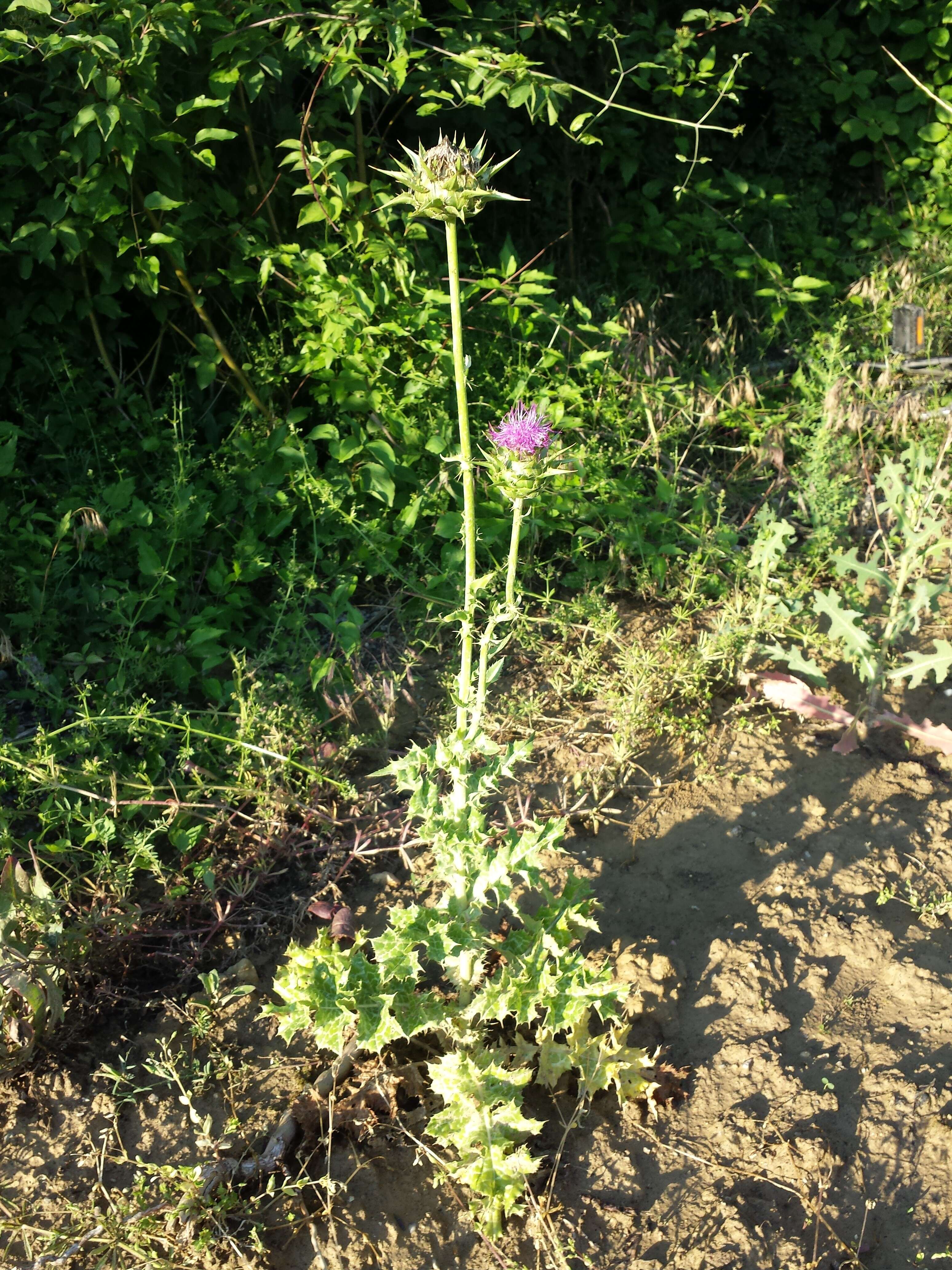 Image of Milk thistle