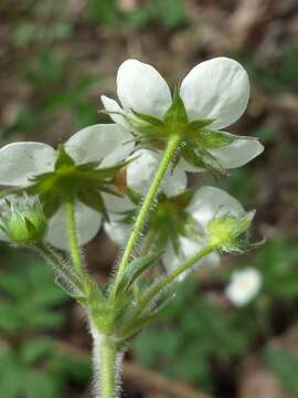 Image of Hautbois Strawberry