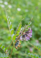 Image of bush vetch