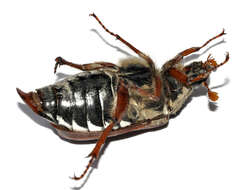 Image of Common cockchafer