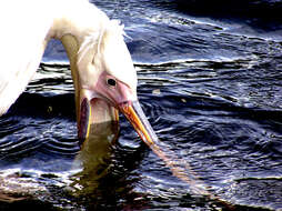 Image of Great White Pelican