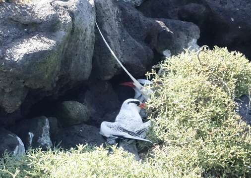 Image of Red-billed Tropicbird