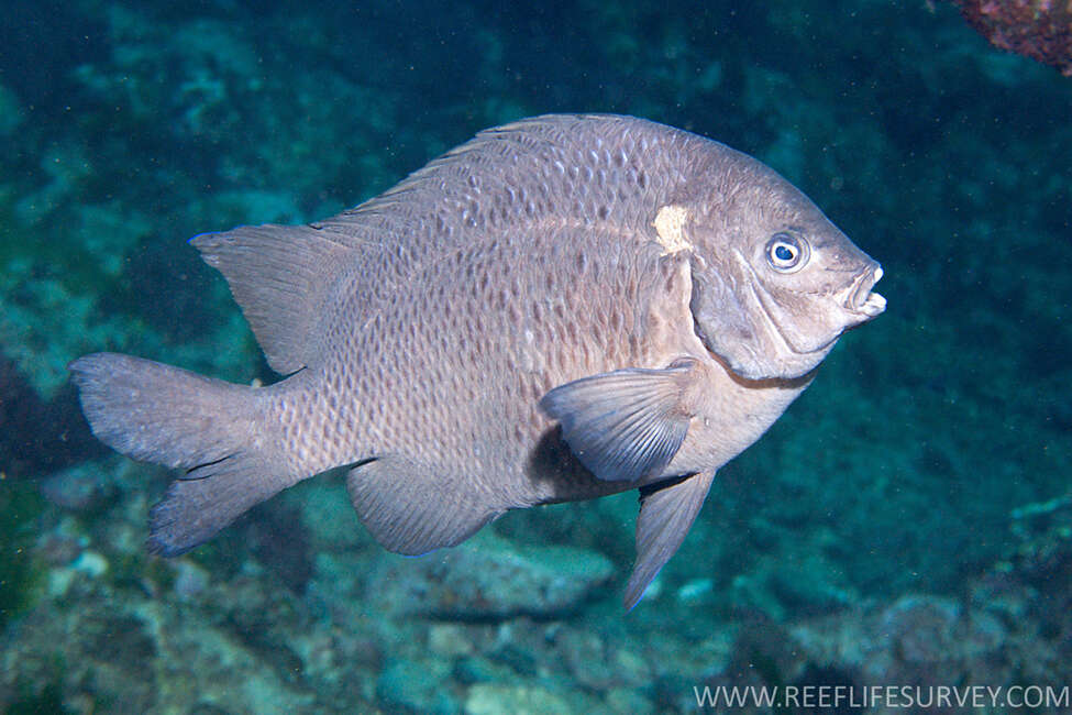 Image of New Zealand black angelfish