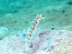 Image of Ambanoro shrimpgoby