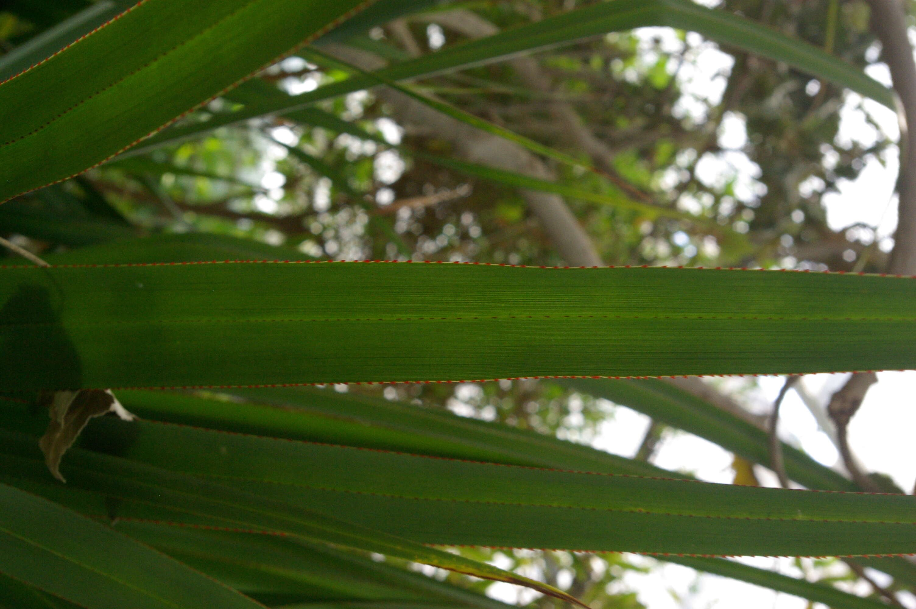 Image of Pandanus tenuifolius Balf. fil.