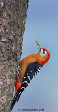 Image of Rufous-bellied Woodpecker