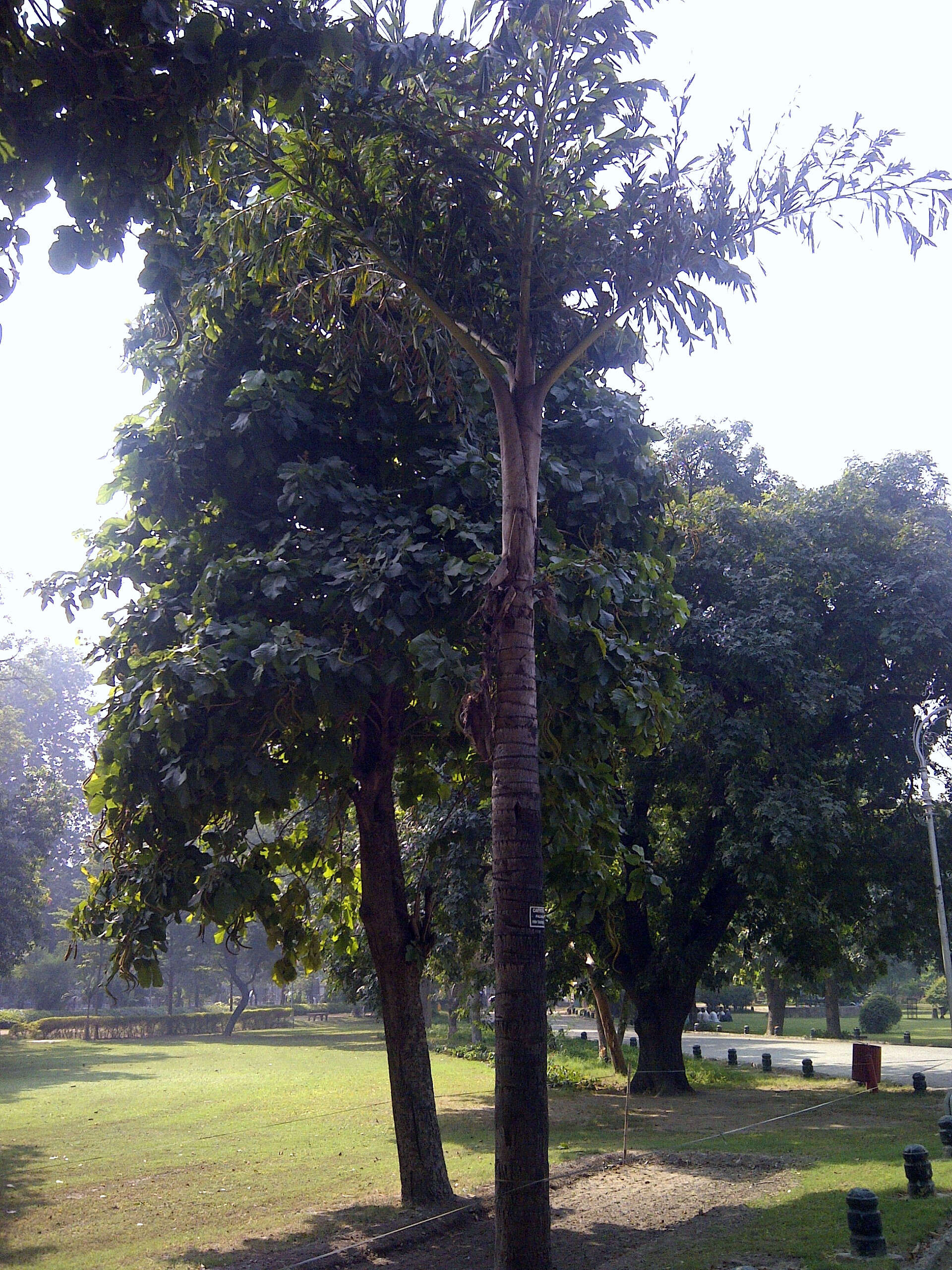 Image of Burmese fishtail palm