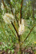 Image of Salix lapponum L.