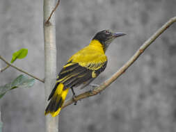 Image of Black-hooded Oriole