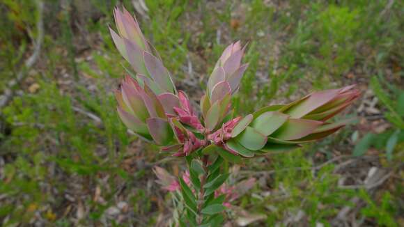 Image of Styphelia triflora Andr.